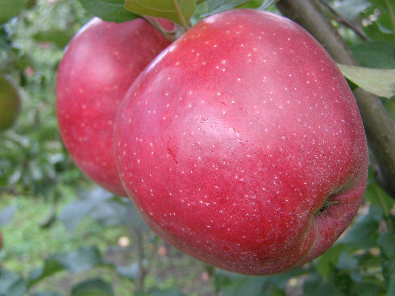 Сорт яблони Джонапринц